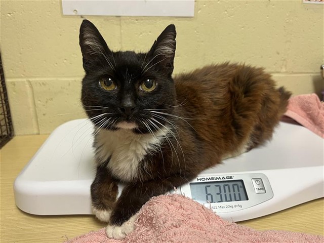 Adoptable Cat