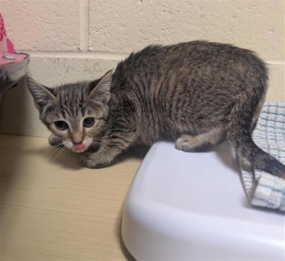 Adoptable Cat