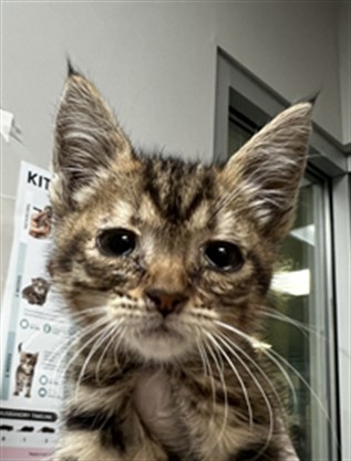 Adoptable Cat