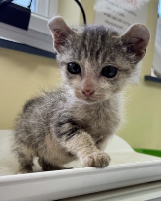 Adoptable Cat