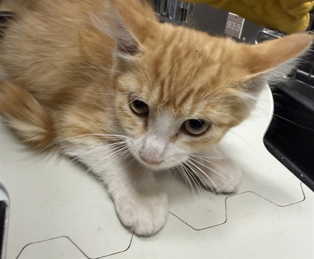 Adoptable Cat