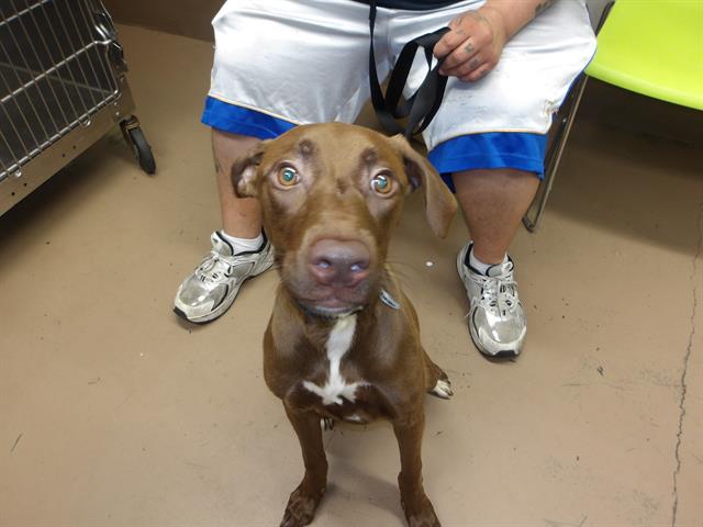 Adoptable Dog