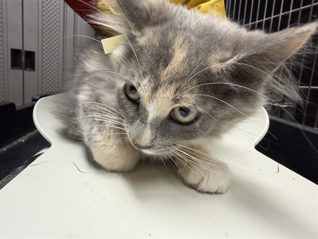 Adoptable Cat