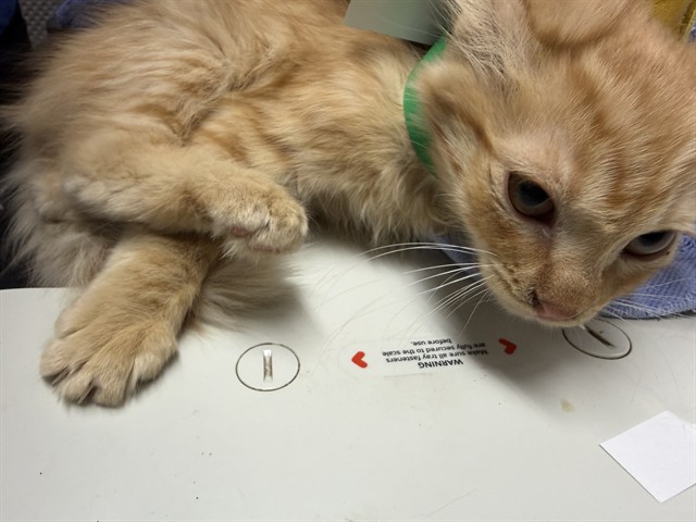 Adoptable Cat