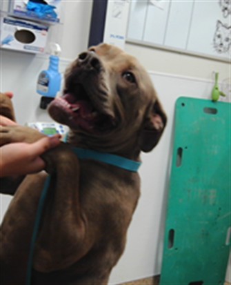 Adoptable Dog