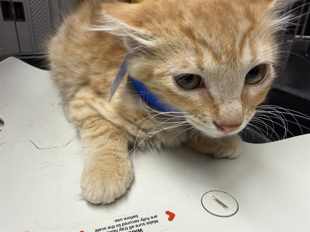 Adoptable Cat