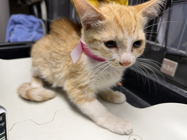 Adoptable Cat