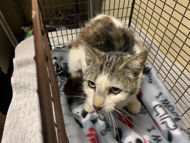 Adoptable Cat