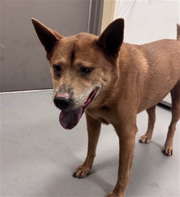 Adoptable Dog