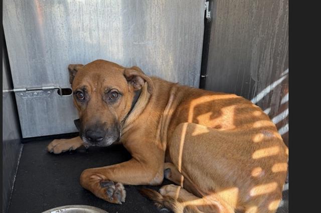 Adoptable Dog