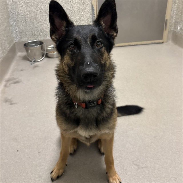 Laika