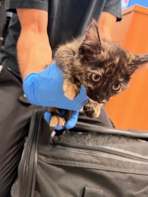 Adoptable Cat