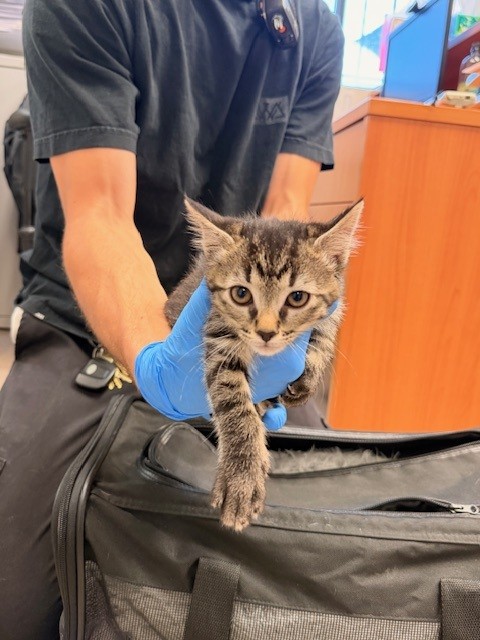 Adoptable Cat