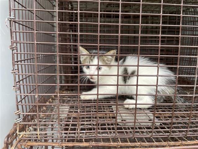 Adoptable Cat