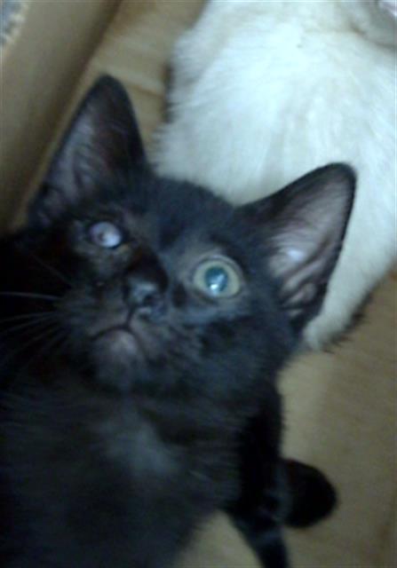Draco