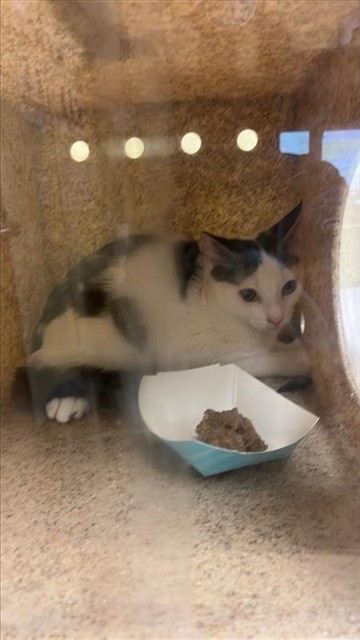 Adoptable Cat