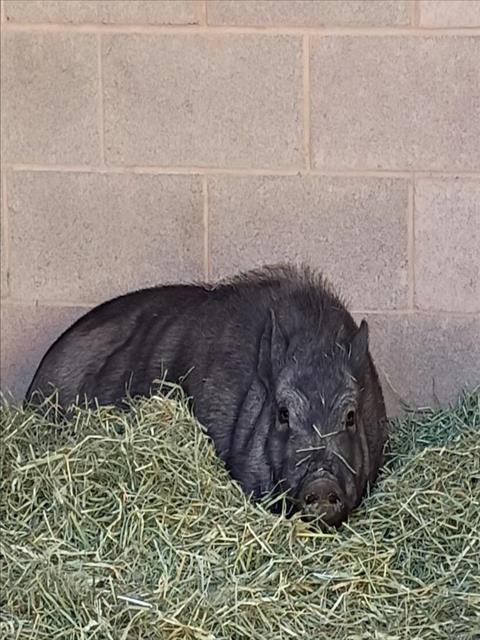 Bubba