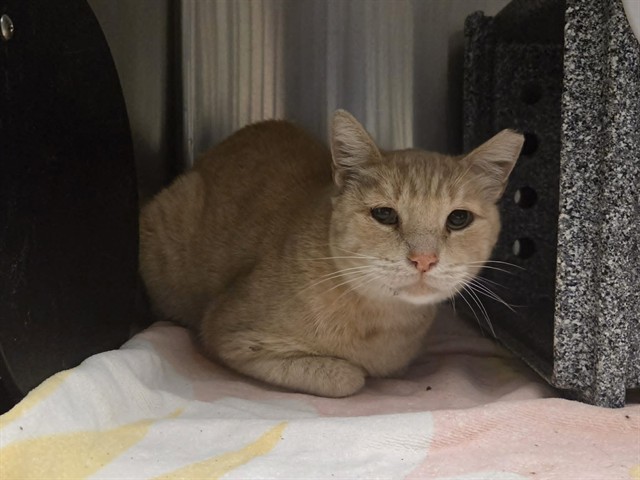 Adoptable Cat