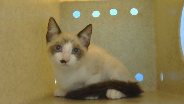 Adoptable Cat