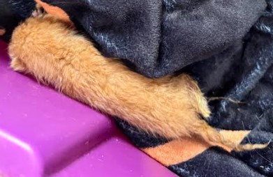 Kuzco