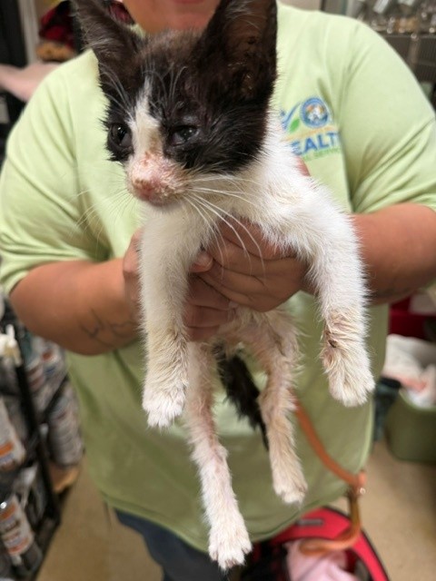 Oreo