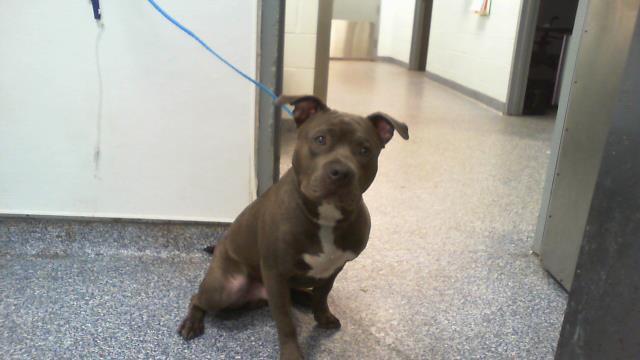 Adoptable Dog