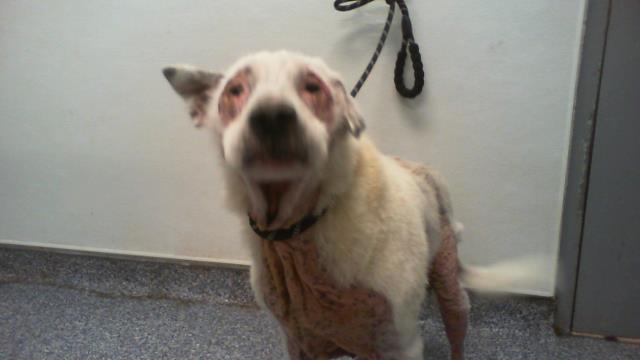 Buster