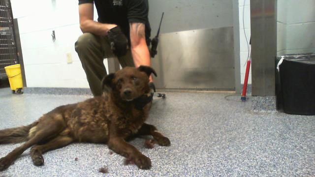 Adoptable Dog