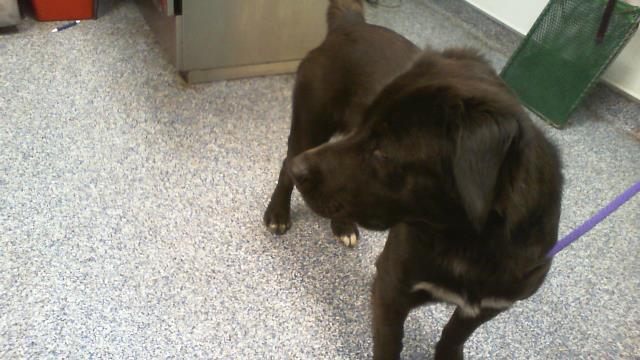 Adoptable Dog