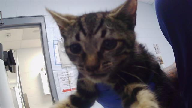 Adoptable Cat