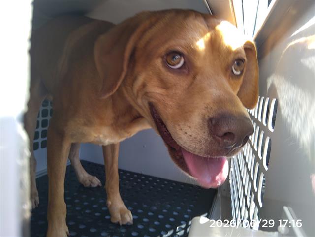 Adoptable Dog