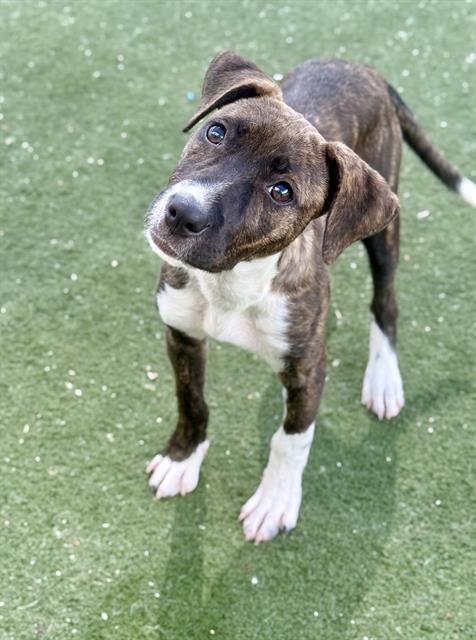 Juice Box