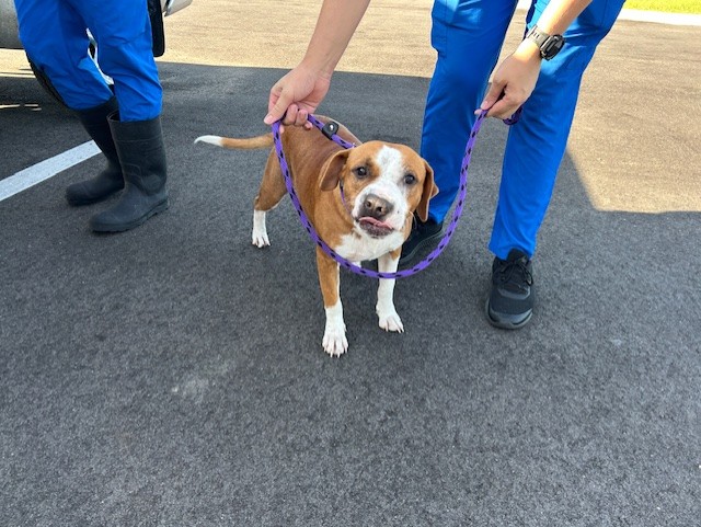 Adoptable Dog