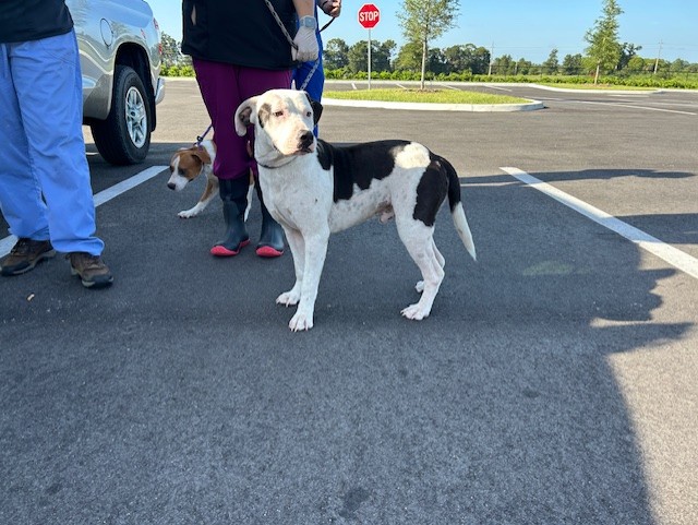 Adoptable Dog