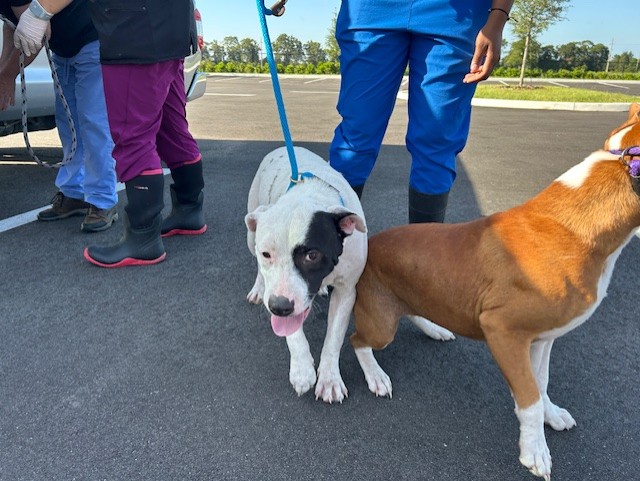 Adoptable Dog