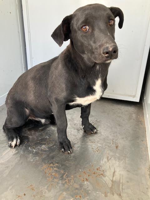 Adoptable Dog