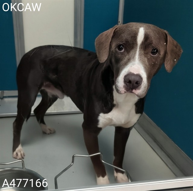 Adoptable Dog