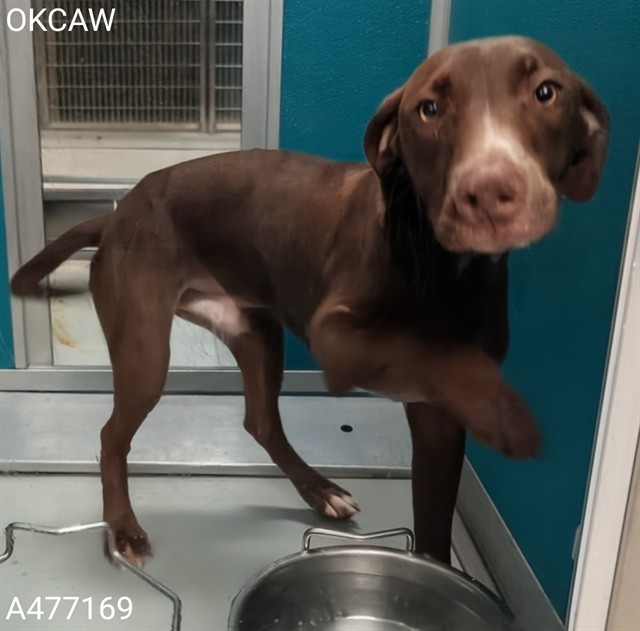 Adoptable Dog