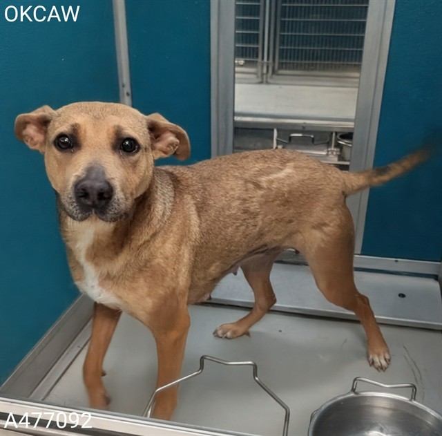 Adoptable Dog