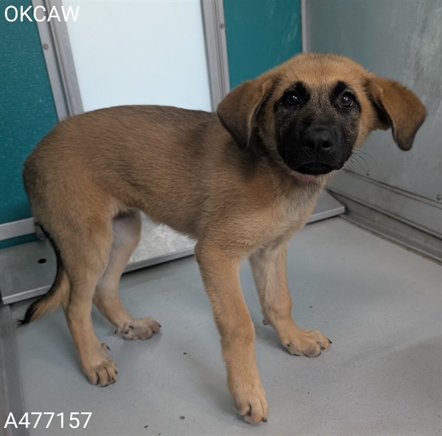 Adoptable Dog