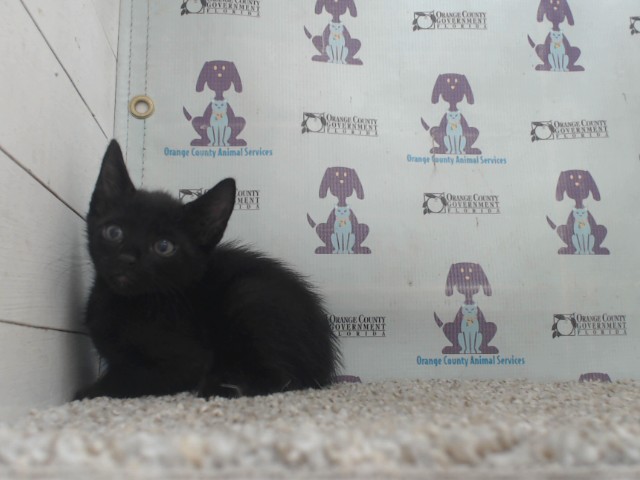 *Ziggy