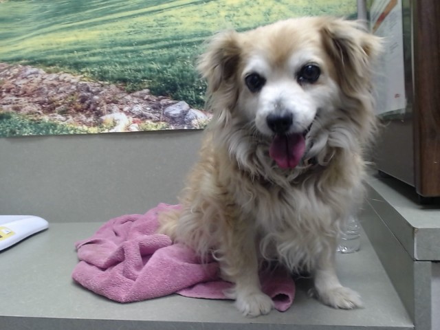Adoptable Dog