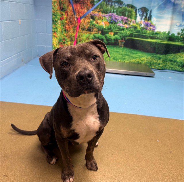 Adoptable Dog