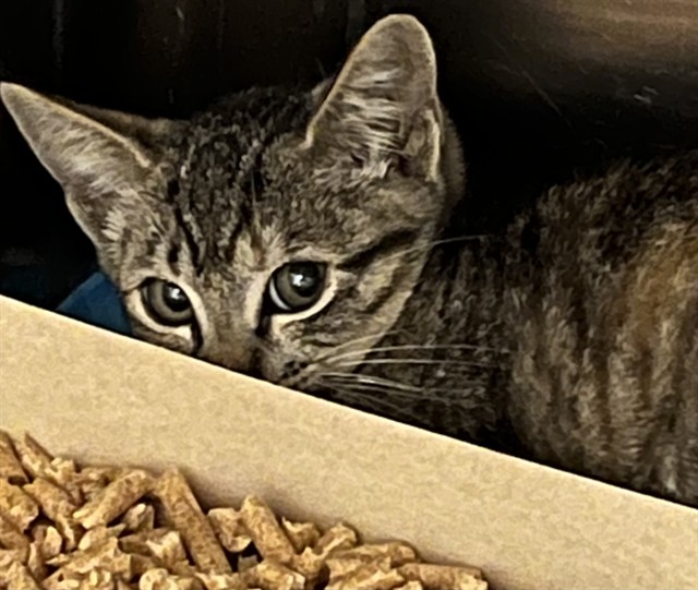 Adoptable Cat