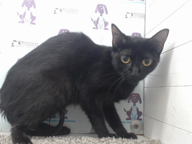 Adoptable Cat