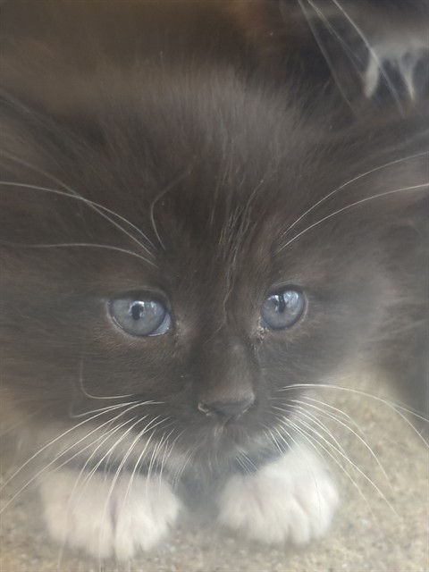Quincy