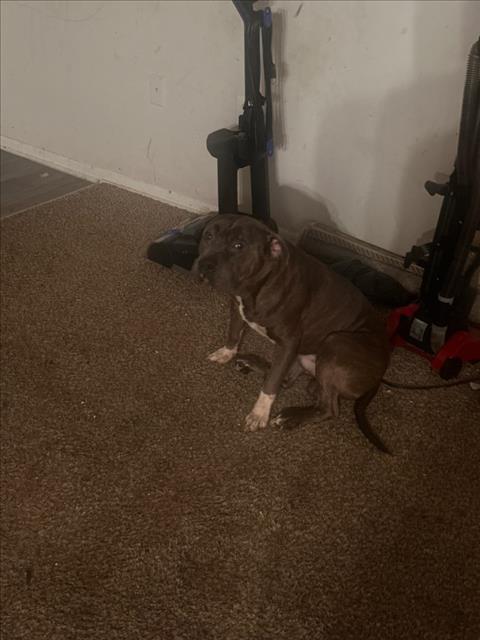 Ox