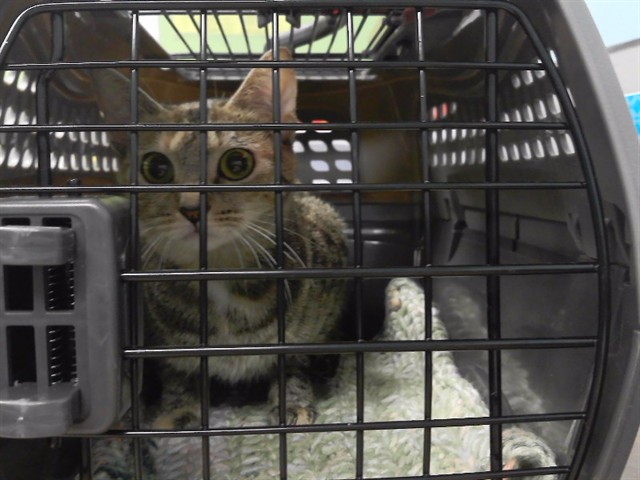 Adoptable Cat