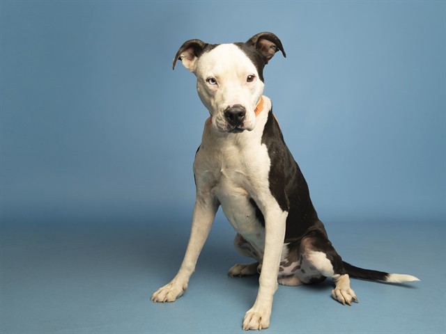 Chapo
