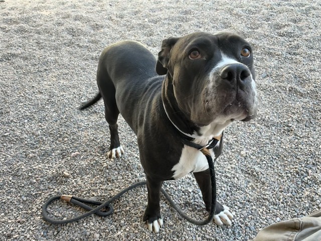 Pepper